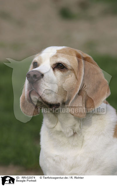 Beagle Portrait / Beagle Portrait / RR-02974