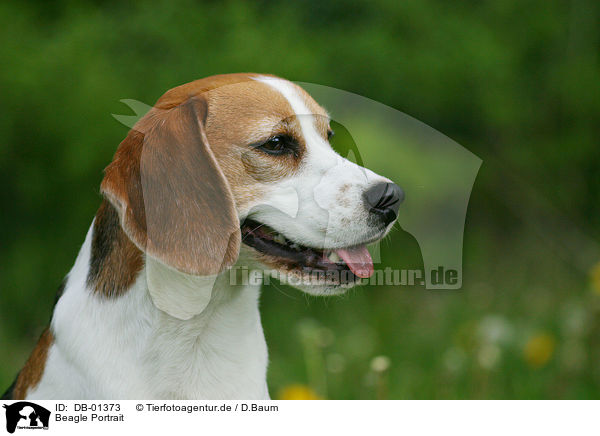 Beagle Portrait / DB-01373