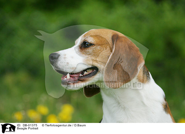 Beagle Portrait / Beagle Portrait / DB-01375