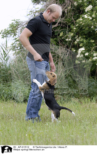 Welpe springt Menschen an / puppy jump at man / AP-01512