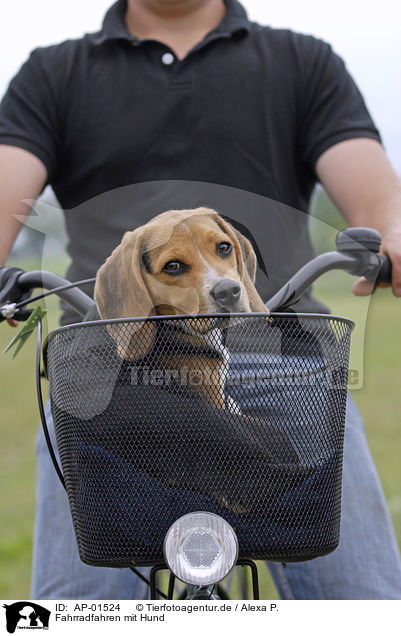 Fahrradfahren mit Hund / AP-01524