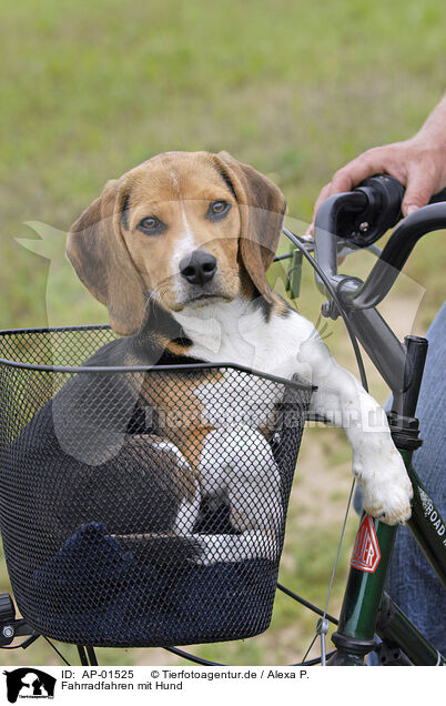 Fahrradfahren mit Hund / biking with dog / AP-01525