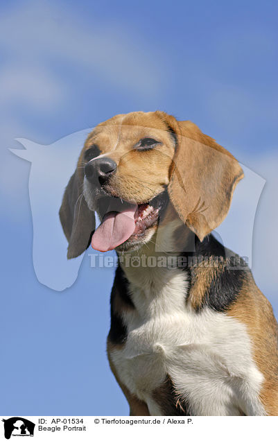 Beagle Portrait / AP-01534