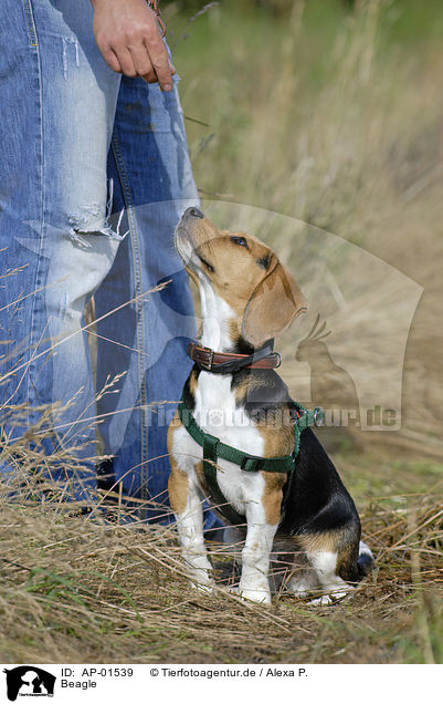Beagle / Beagle / AP-01539