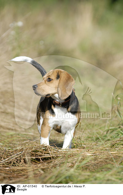 Beagle / AP-01540