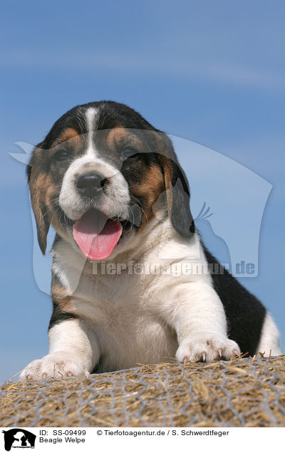 Beagle Welpe / SS-09499