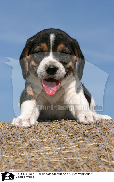 Beagle Welpe / Beagle Puppy / SS-09505