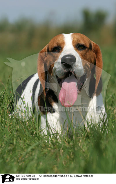 liegender Beagle / lying Beagle / SS-09528