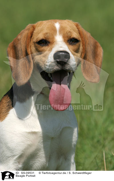 Beagle Portrait / Beagle Portrait / SS-09531