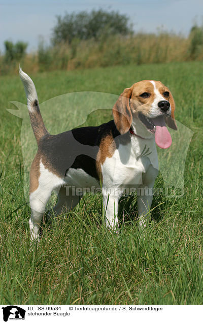 stehender Beagle / standing Beagle / SS-09534