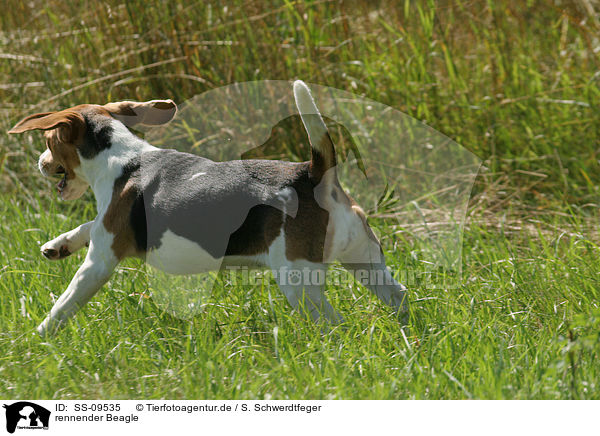 rennender Beagle / running Beagle / SS-09535