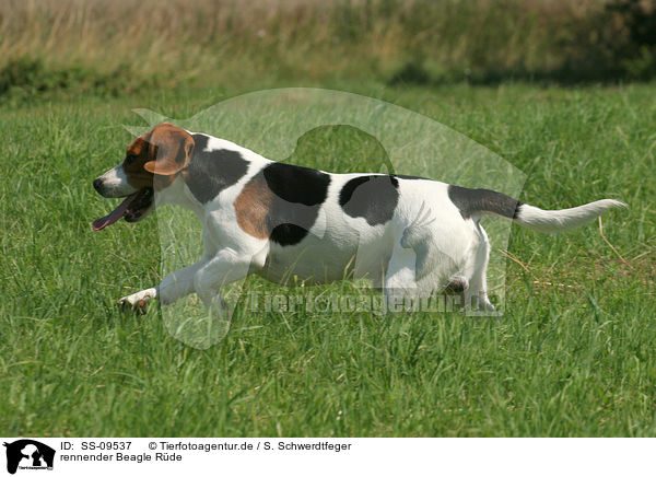 rennender Beagle Rde / SS-09537