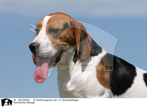 hechelnder Beagle / SS-09538