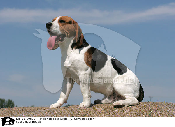 hechelnder Beagle / sitting Beagle / SS-09539