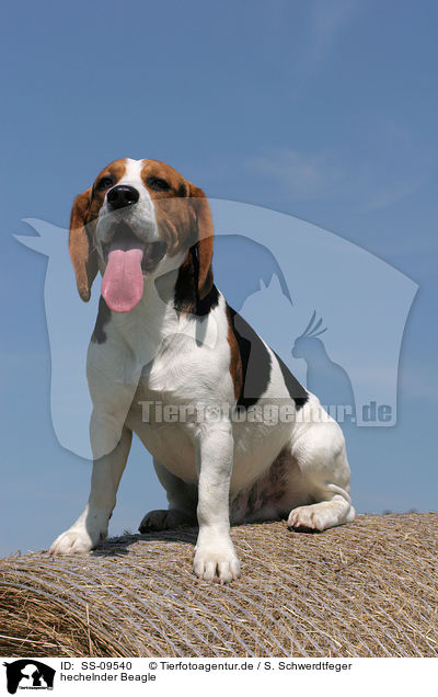 hechelnder Beagle / SS-09540