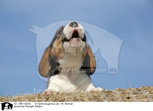 jaulender Beagle Welpe / yowling Beagle Pup / RR-15945