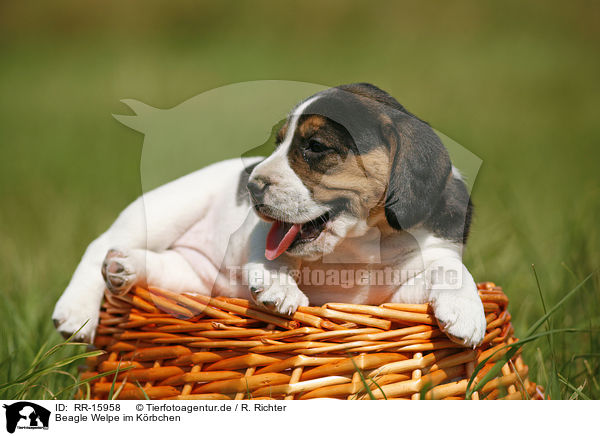 Beagle Welpe im Krbchen / Beagle pup in basket / RR-15958