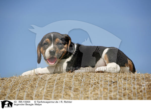 liegender Beagle Welpe / lying Beagle Puppy / RR-15964