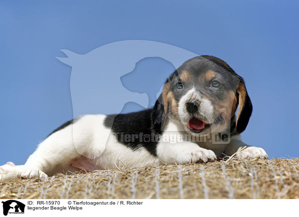 liegender Beagle Welpe / lying Beagle Puppy / RR-15970