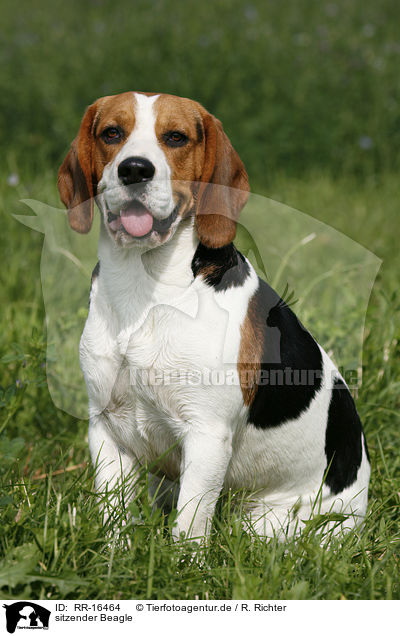 sitzender Beagle / RR-16464