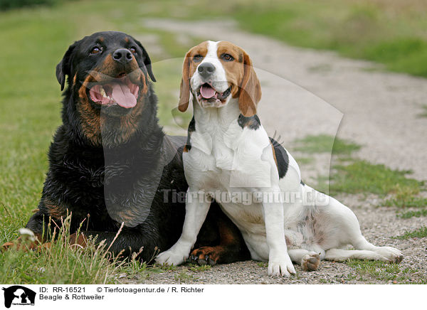 Beagle & Rottweiler / RR-16521