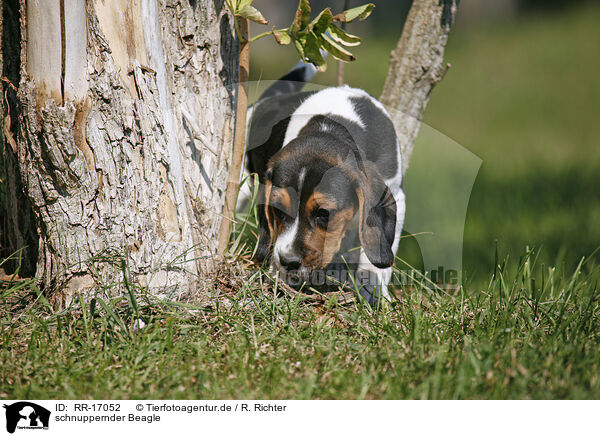 schnuppernder Beagle / RR-17052