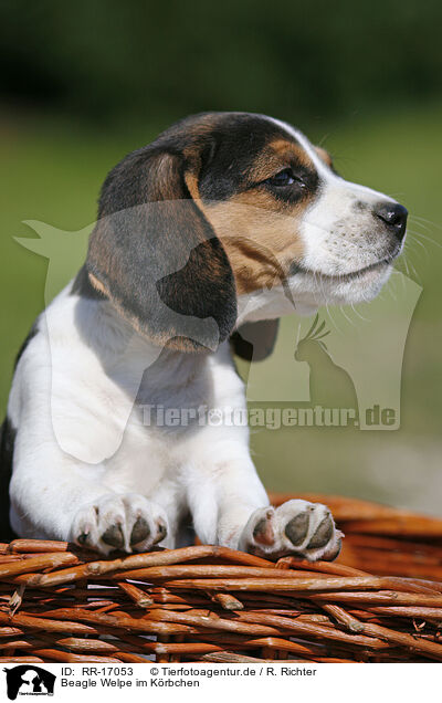 Beagle Welpe im Krbchen / RR-17053