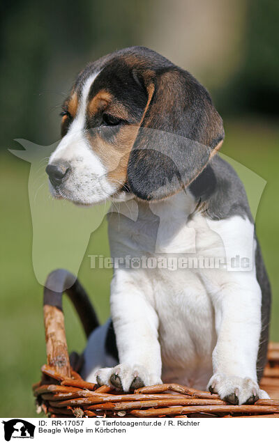 Beagle Welpe im Krbchen / RR-17057