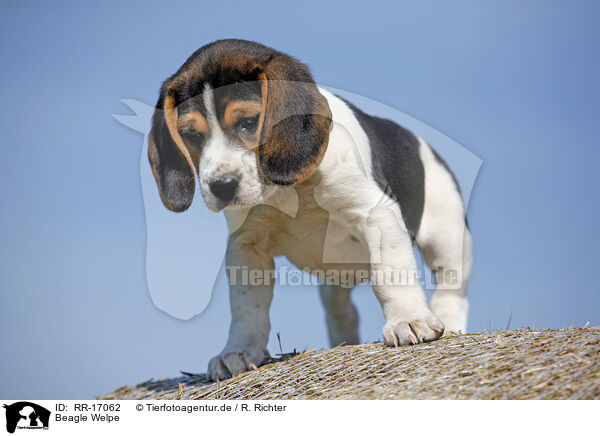 Beagle Welpe / RR-17062