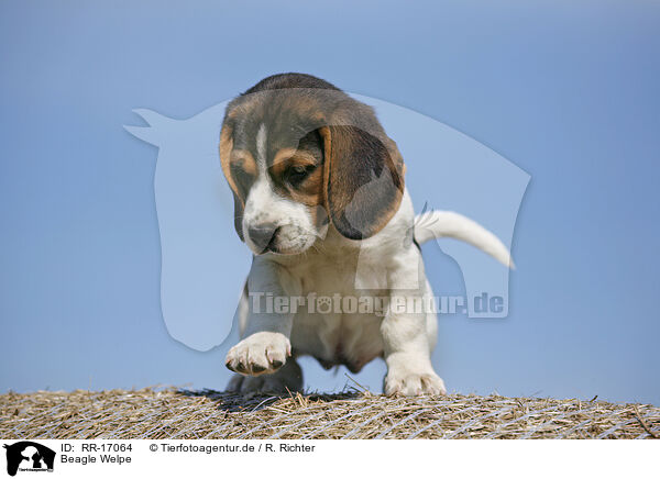 Beagle Welpe / RR-17064