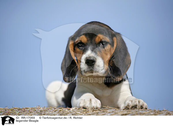 liegender Beagle / lying Beagle / RR-17069
