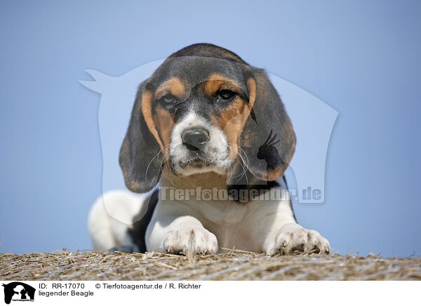 liegender Beagle / RR-17070