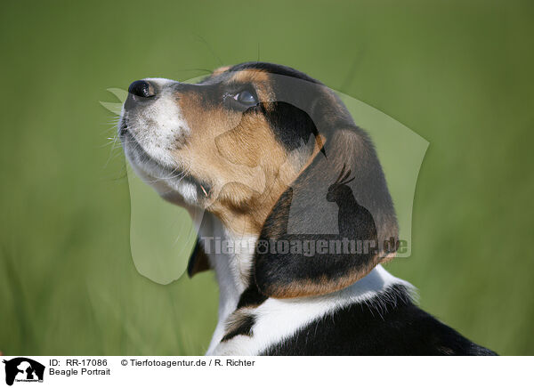 Beagle Portrait / Beagle Portrait / RR-17086