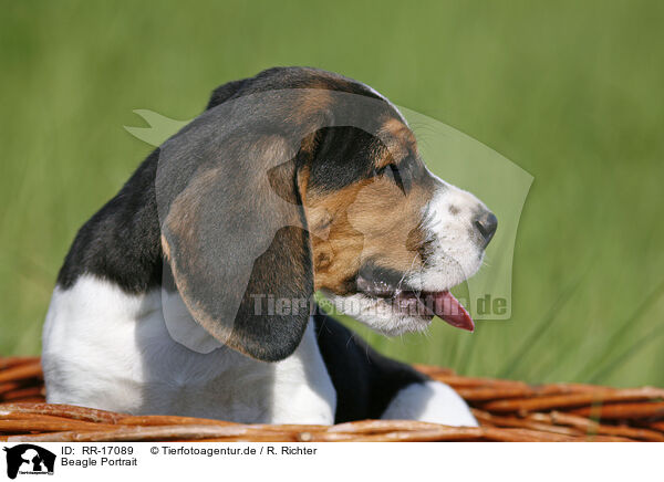 Beagle Portrait / Beagle Portrait / RR-17089