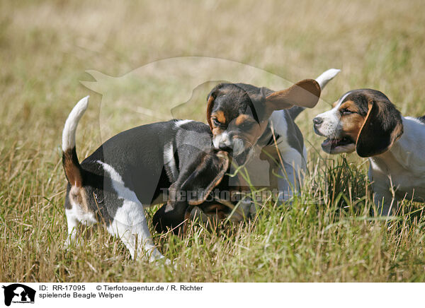 spielende Beagle Welpen / RR-17095