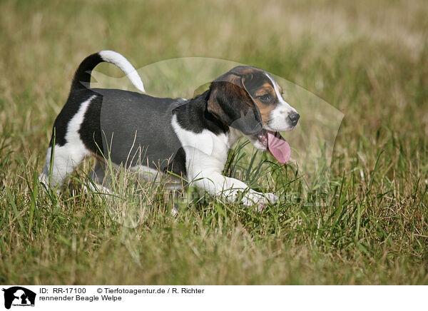 rennender Beagle Welpe / running Beagle Puppy / RR-17100