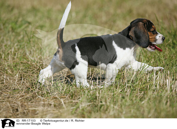 rennender Beagle Welpe / running Beagle Puppy / RR-17103