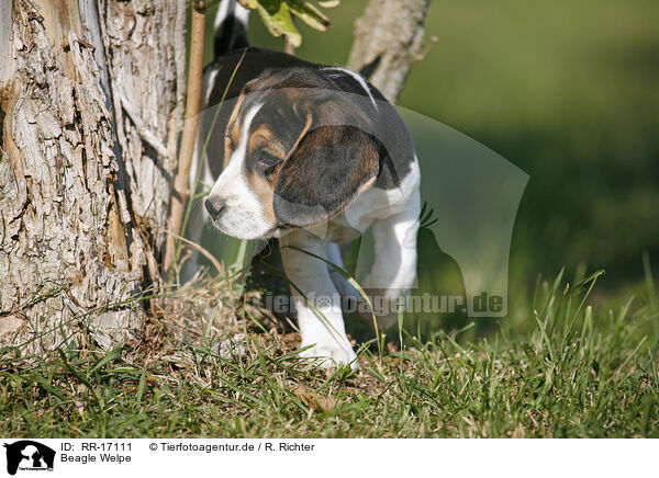 Beagle Welpe / Beagle Puppy / RR-17111