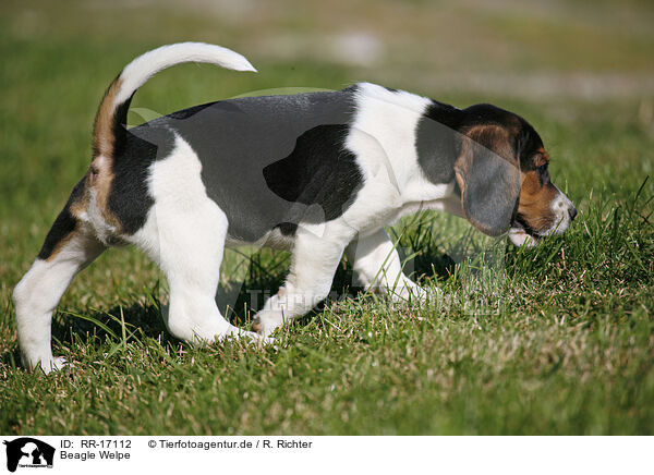 Beagle Welpe / Beagle Puppy / RR-17112