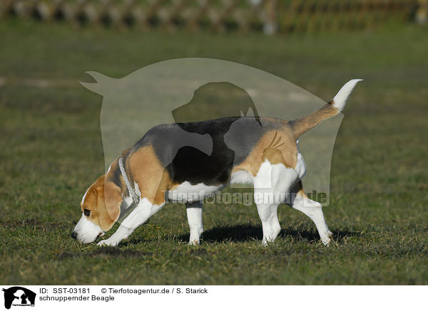 schnuppernder Beagle / snuffling Beagle / SST-03181
