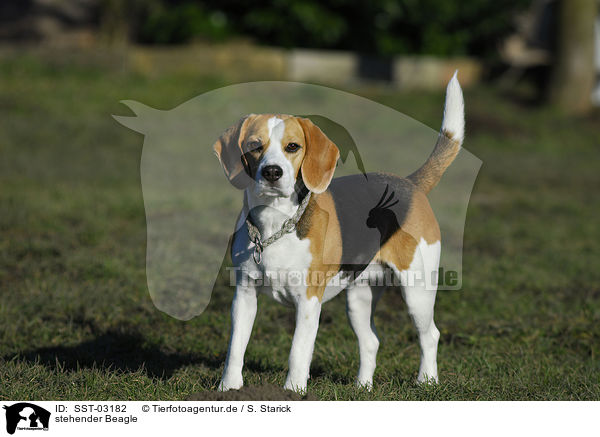 stehender Beagle / standing Beagle / SST-03182