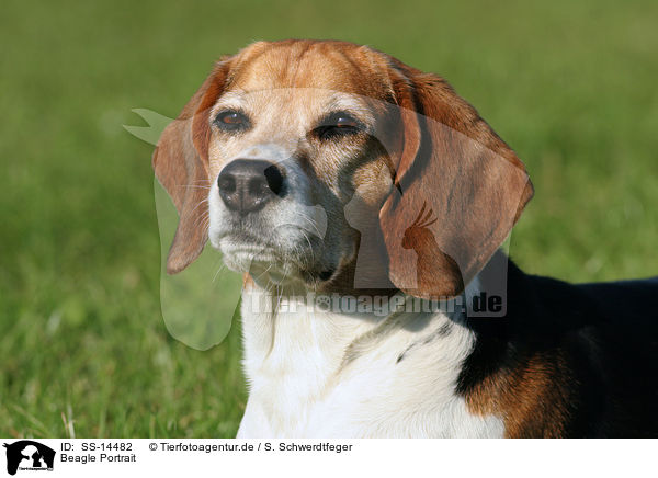 Beagle Portrait / Beagle Portrait / SS-14482