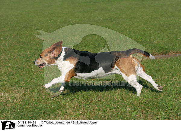 rennender Beagle / running Beagle / SS-14493