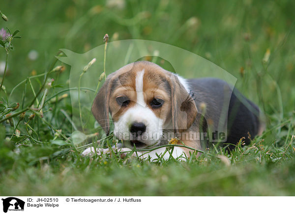 Beagle Welpe / Beagle puppy / JH-02510