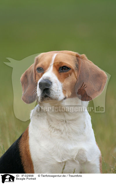 Beagle Portrait / IF-02998