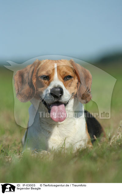 liegender Beagle / IF-03003