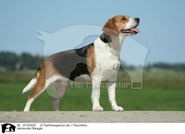stehender Beagle / IF-03005