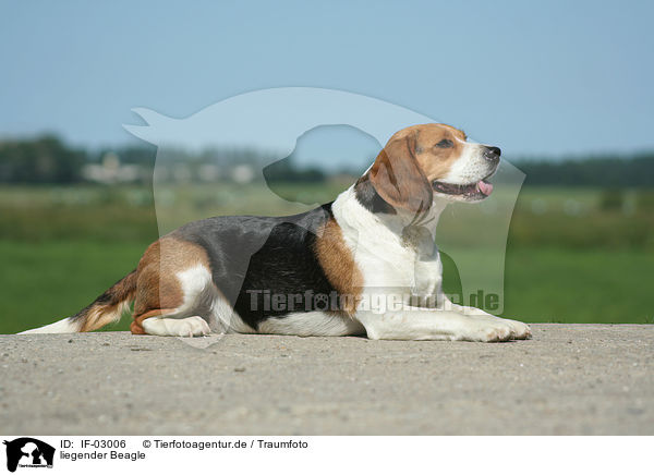 liegender Beagle / IF-03006