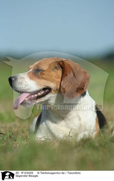 liegender Beagle / IF-03009