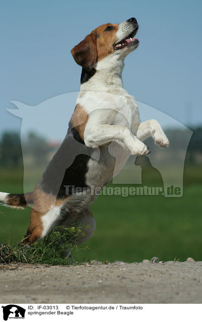 springender Beagle / IF-03013